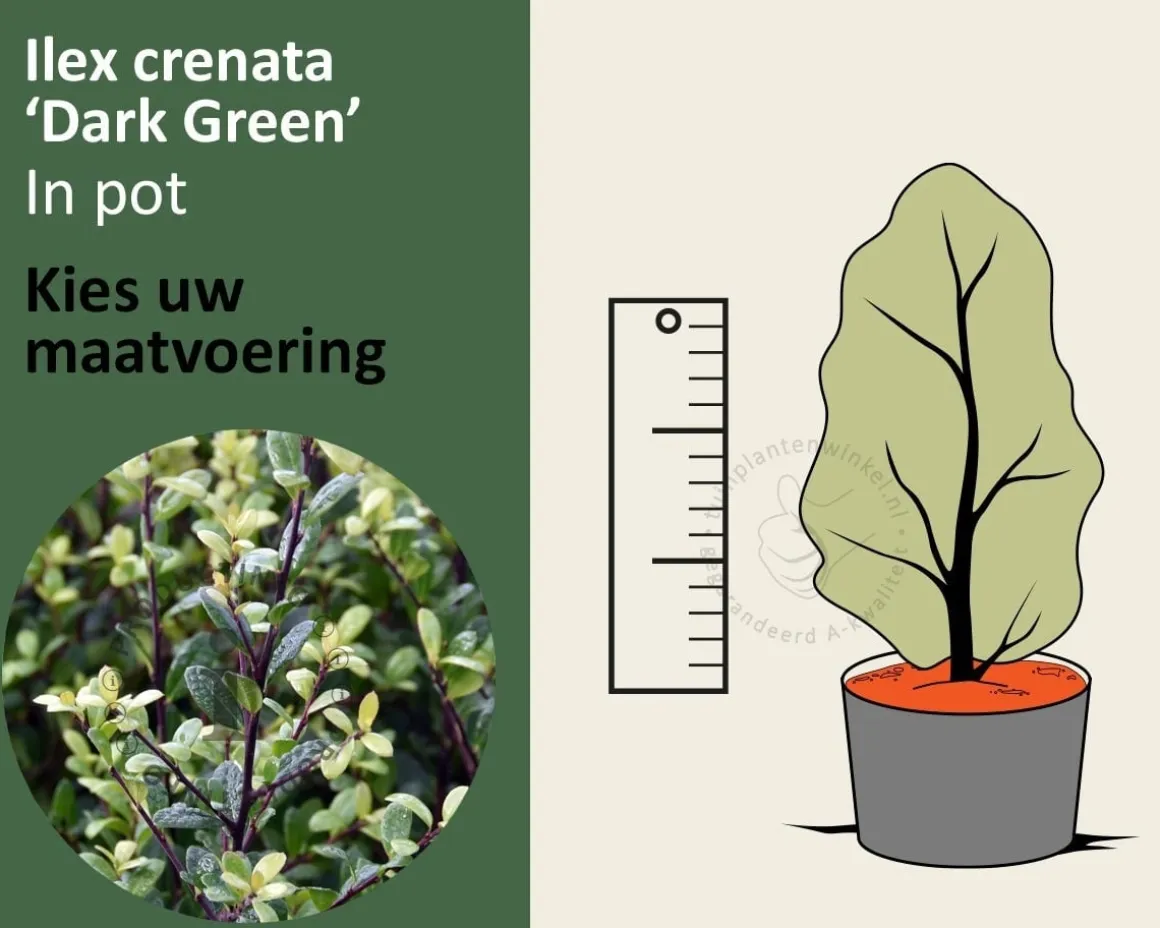 Ilex crenata 'Dark Green' - in pot