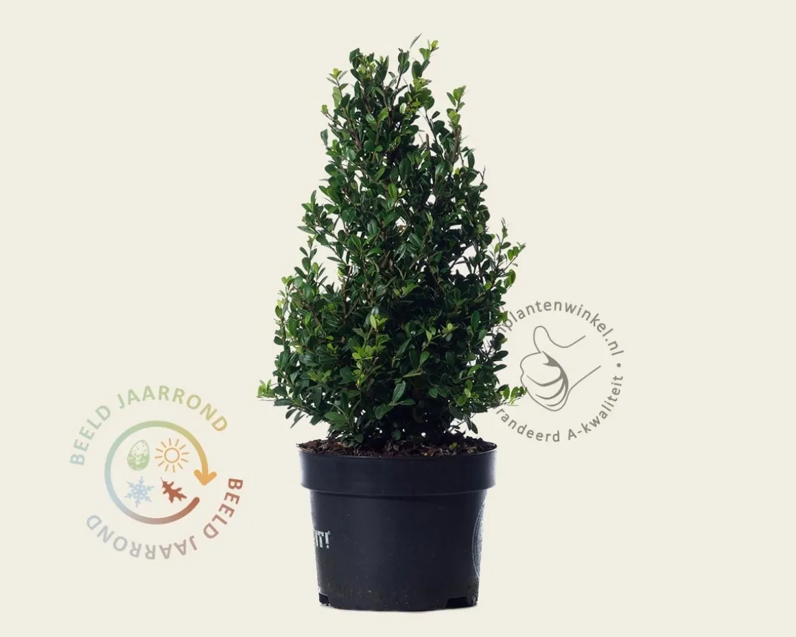 Ilex crenata 'Dark Green' - kegelvorm