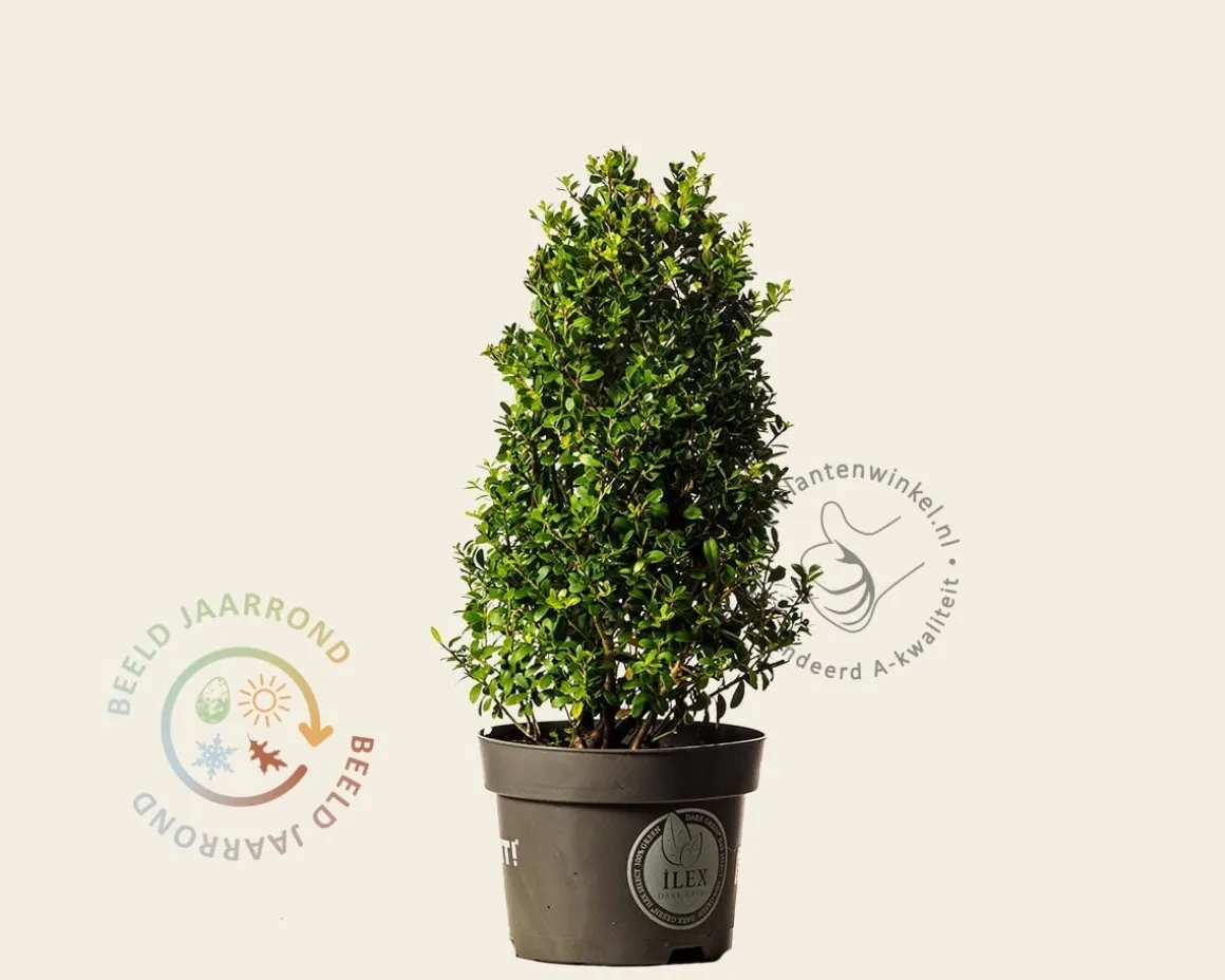 Ilex crenata 'Dark Green' - kegelvorm