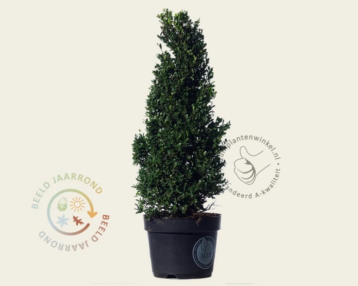 Ilex crenata 'Dark Green' - kegelvorm