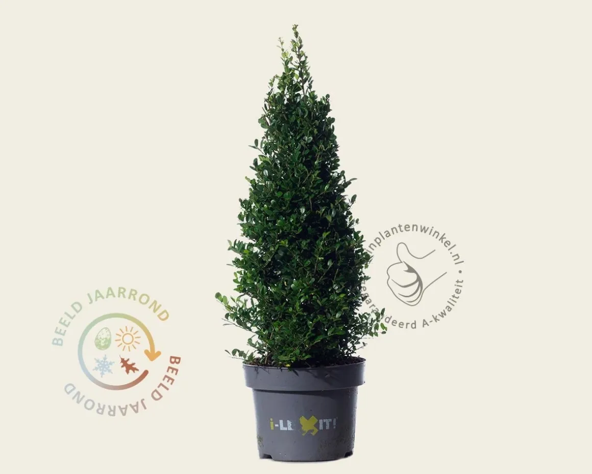 Ilex crenata 'Dark Green' - kegelvorm
