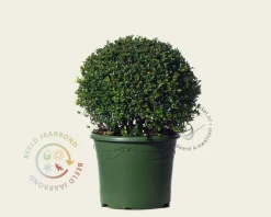 Ilex crenata 'Glory Gem' - bolvorm