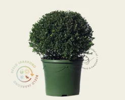 Ilex crenata 'Glory Gem' - bolvorm