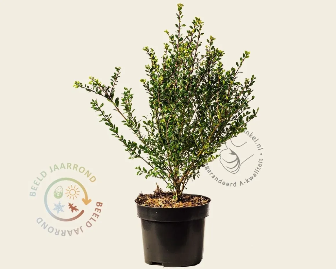 Ilex crenata 'Glory Gem' - in pot
