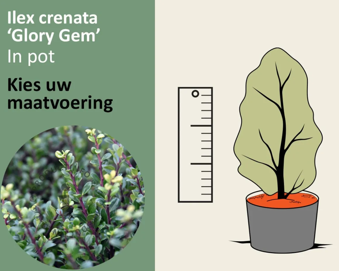 Ilex crenata 'Glory Gem' - in pot