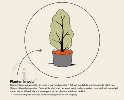 Ilex crenata 'Glory Gem' - in pot