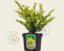 Ilex crenata 'Golden Gem' - in pot
