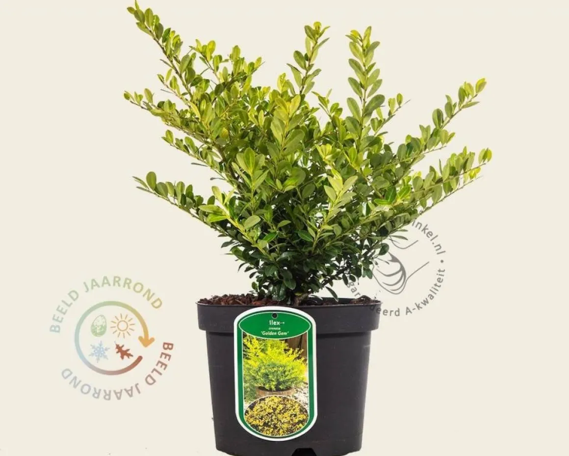 Ilex crenata 'Golden Gem' - in pot