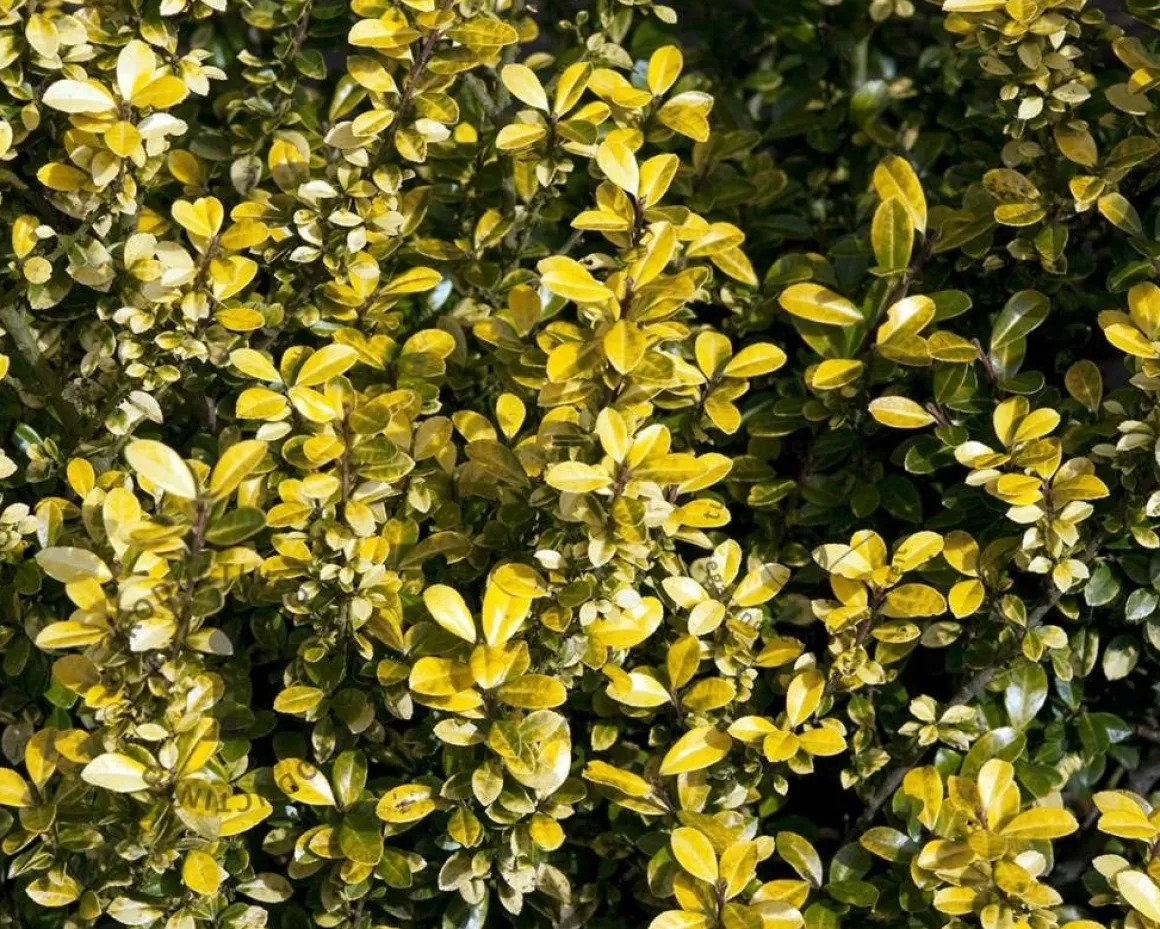 Ilex crenata 'Golden Gem' - in pot