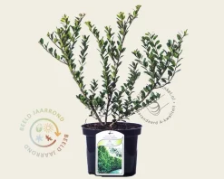 Ilex crenata 'Green Hedge' - in pot