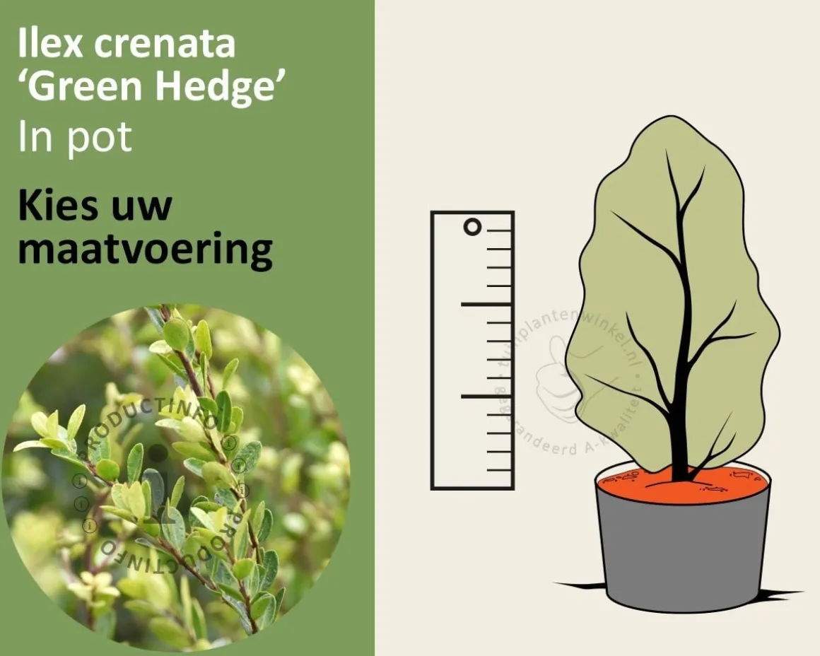 Ilex crenata 'Green Hedge' - in pot