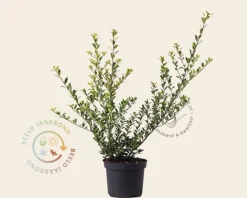 Ilex crenata 'Green Hedge' - in pot
