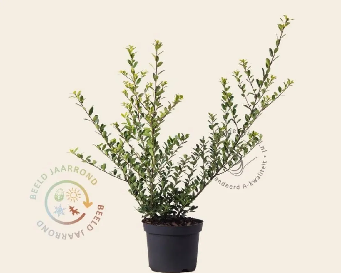 Ilex crenata 'Green Hedge' - in pot