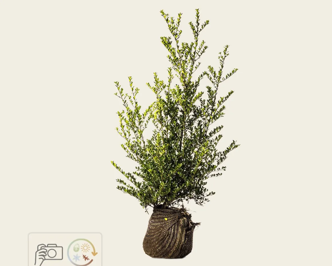 Ilex crenata 'Green Hedge' - kluit
