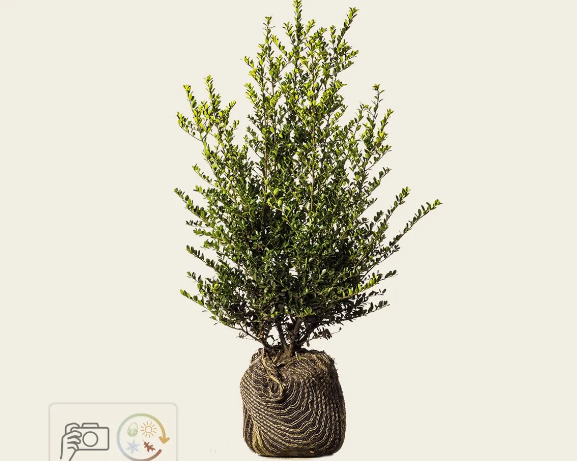 Ilex crenata 'Green Hedge' - kluit