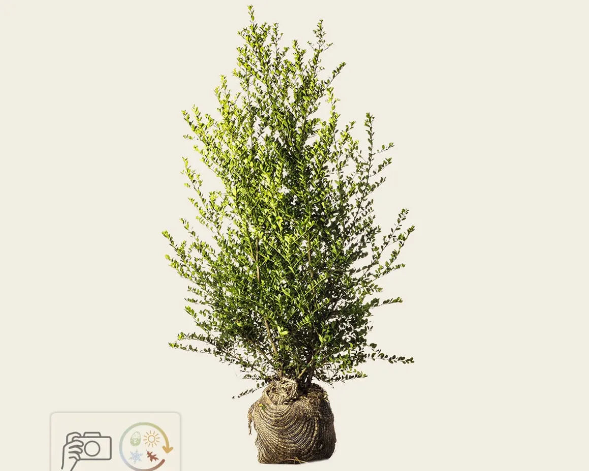 Ilex crenata 'Green Hedge' - kluit