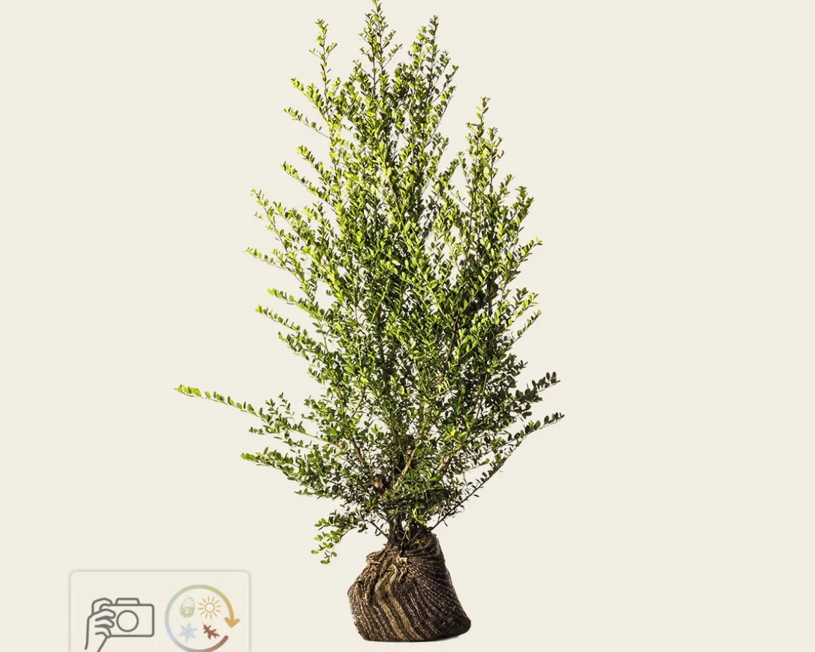Ilex crenata 'Green Hedge' - kluit
