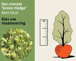 Ilex crenata 'Green Hedge' - kluit