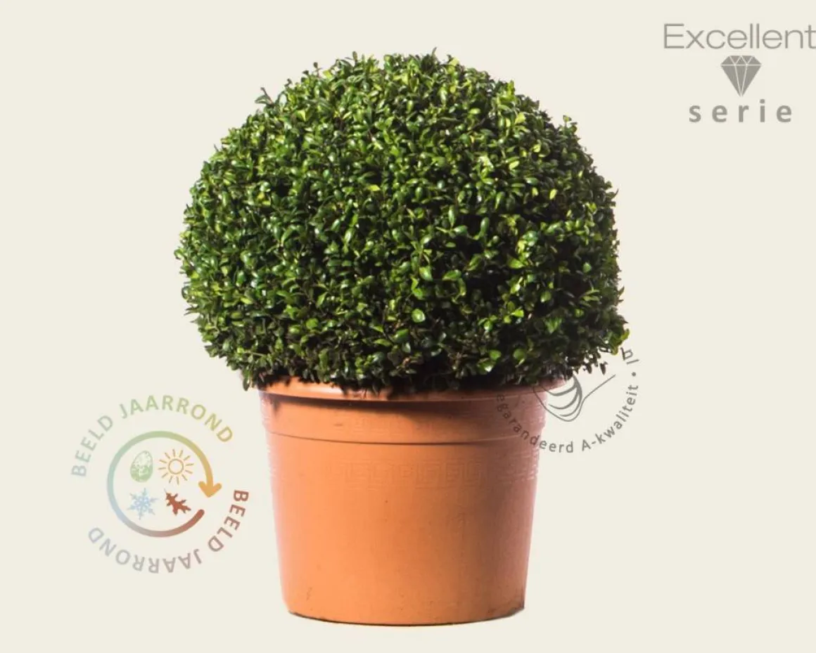 Ilex crenata 'Hetzii' bol 50 cm - Excellent