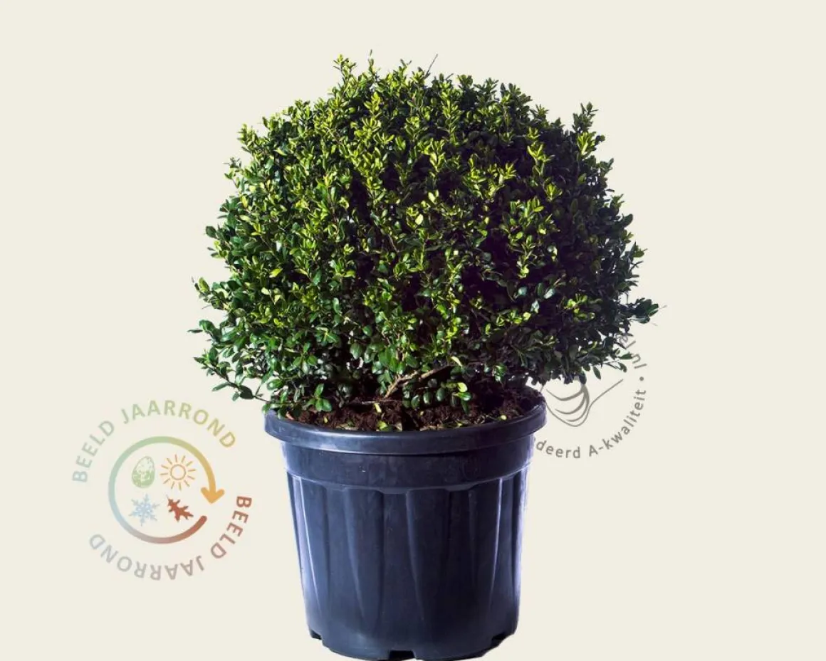 Ilex crenata 'Hetzii' - bolvorm