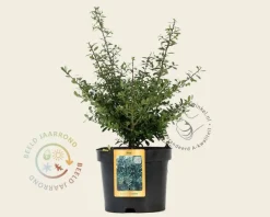 Ilex crenata 'Stokes' - in pot