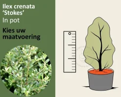 Ilex crenata 'Stokes' - in pot