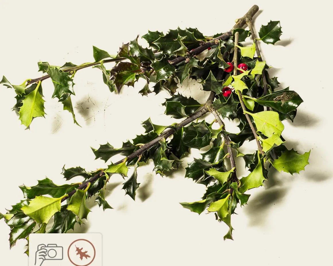 Ilex meserveae 'Blue Angel' - kluit