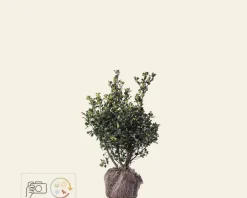 Ilex meserveae 'Blue Angel' - kluit