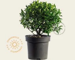 Ilex meserveae 'Blue Maid' - bolvorm
