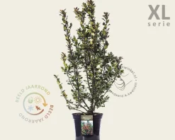 Ilex meserveae 'Blue Maid' - in pot