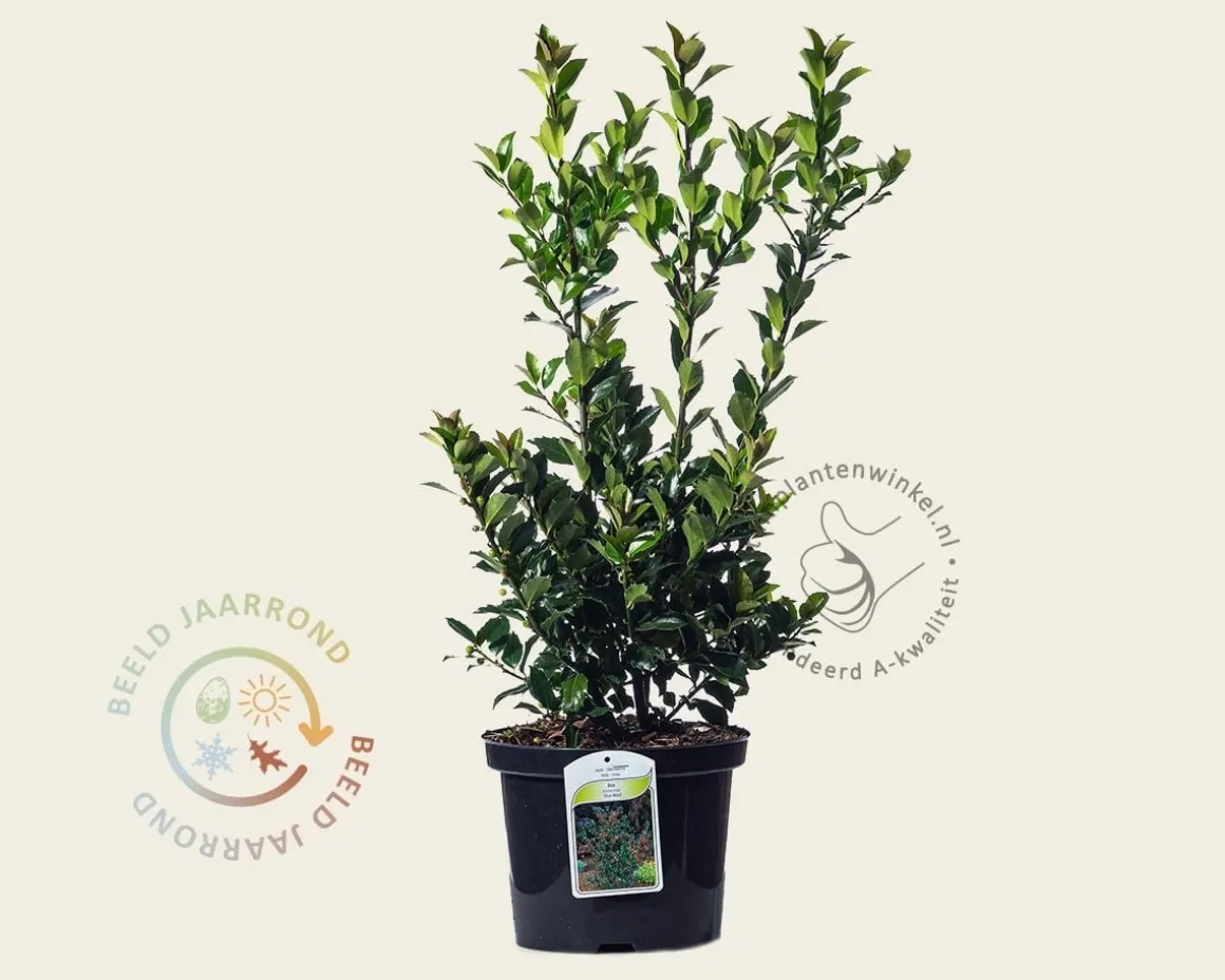 Ilex meserveae 'Blue Maid' - in pot