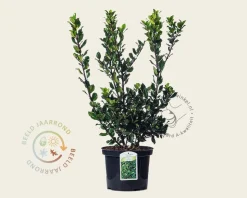 Ilex meserveae 'Blue Prince' - in pot