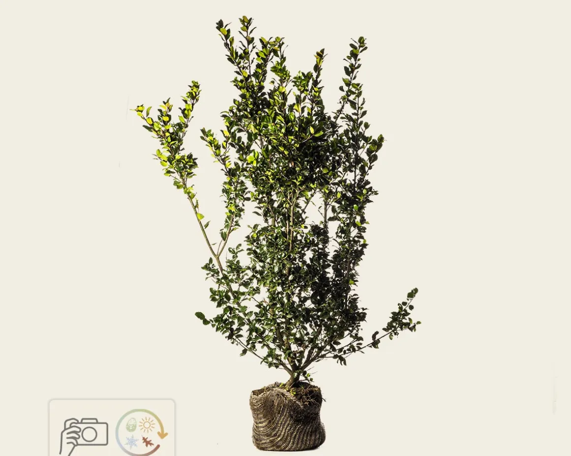 Ilex meserveae 'Blue Prince' - kluit