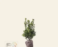 Ilex meserveae 'Blue Prince' - kluit