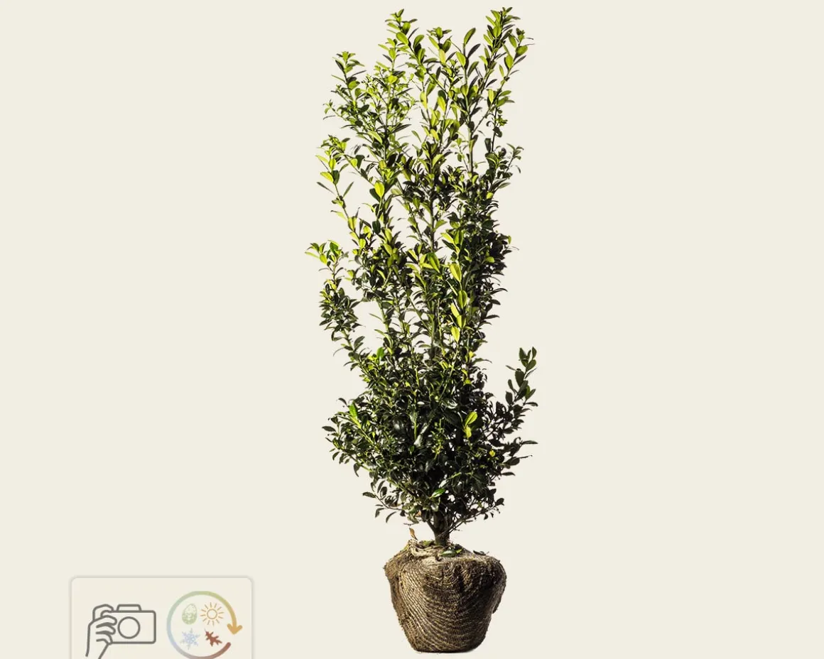 Ilex meserveae 'Blue Prince' - kluit