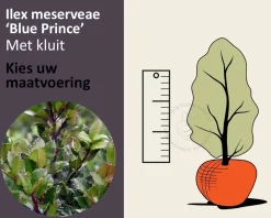Ilex meserveae 'Blue Prince' - kluit