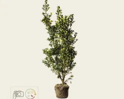 Ilex meserveae 'Blue Prince' - kluit