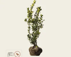 Ilex meserveae 'Blue Princess' - kluit