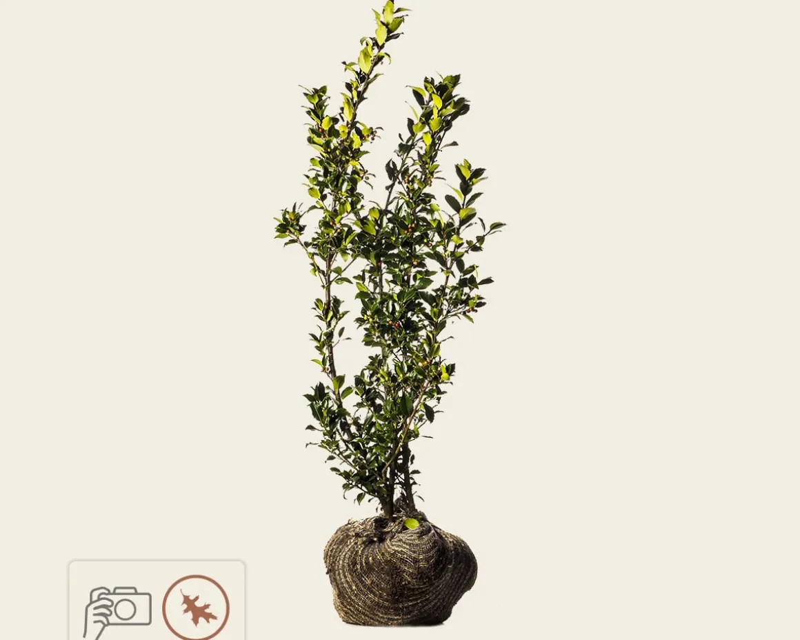 Ilex meserveae 'Blue Princess' - kluit
