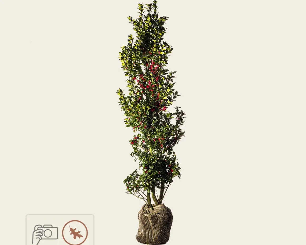 Ilex meserveae 'Blue Princess' - kluit