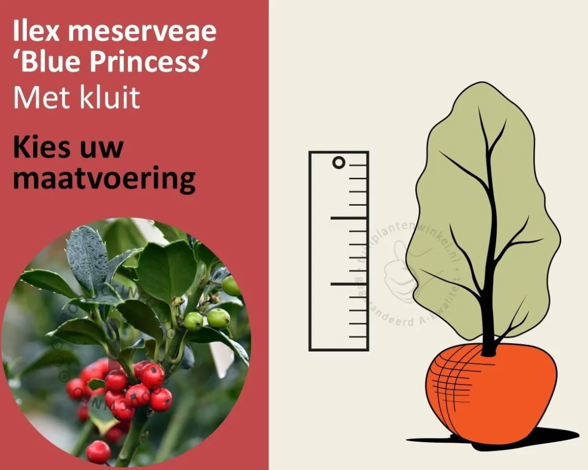 Ilex meserveae 'Blue Princess' - kluit