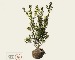 Ilex meserveae 'Blue Princess' - kluit