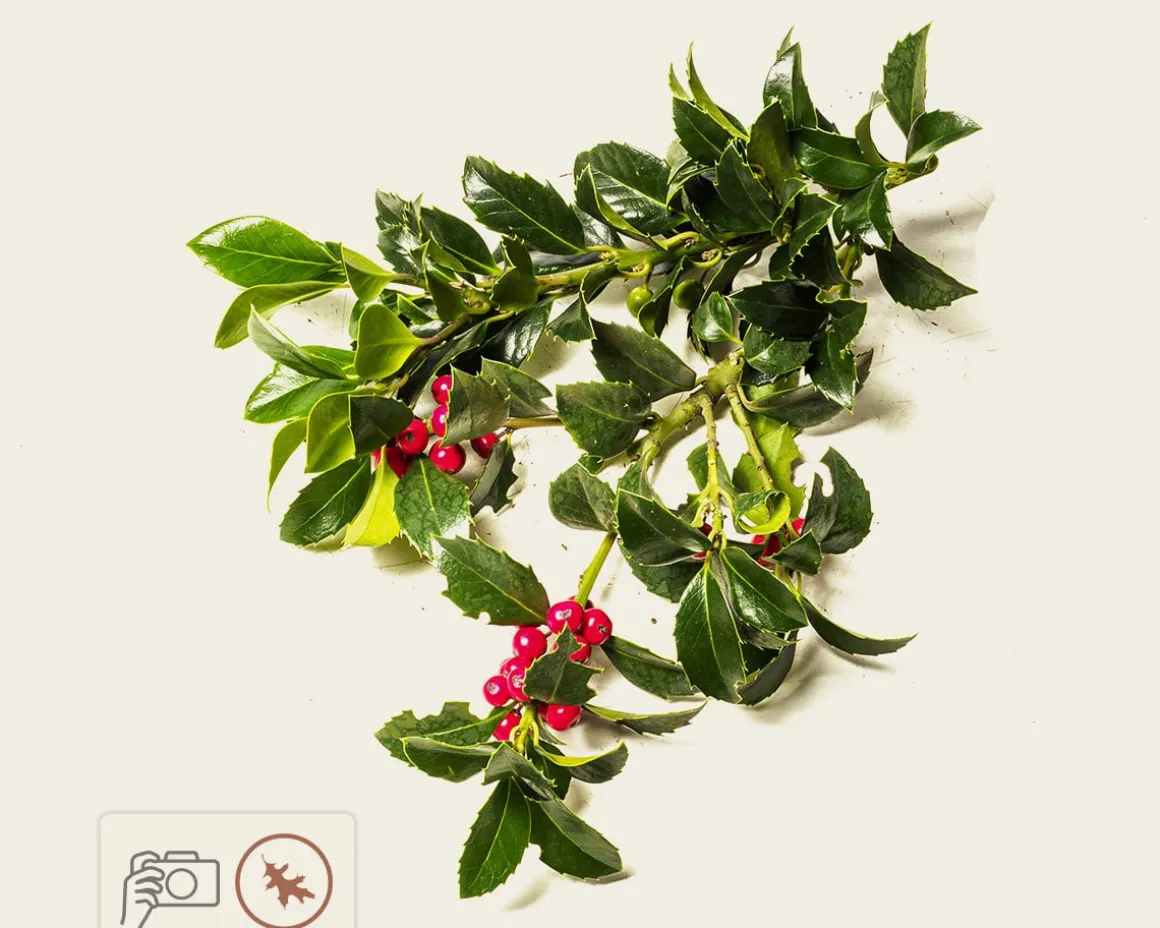 Ilex meserveae 'Blue Princess' - kluit