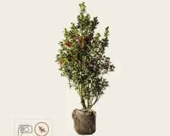 Ilex meserveae 'Blue Princess' - kluit