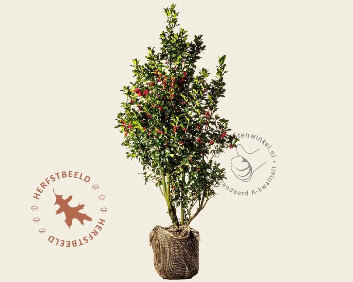 Ilex meserveae 'Blue Princess' - kluit