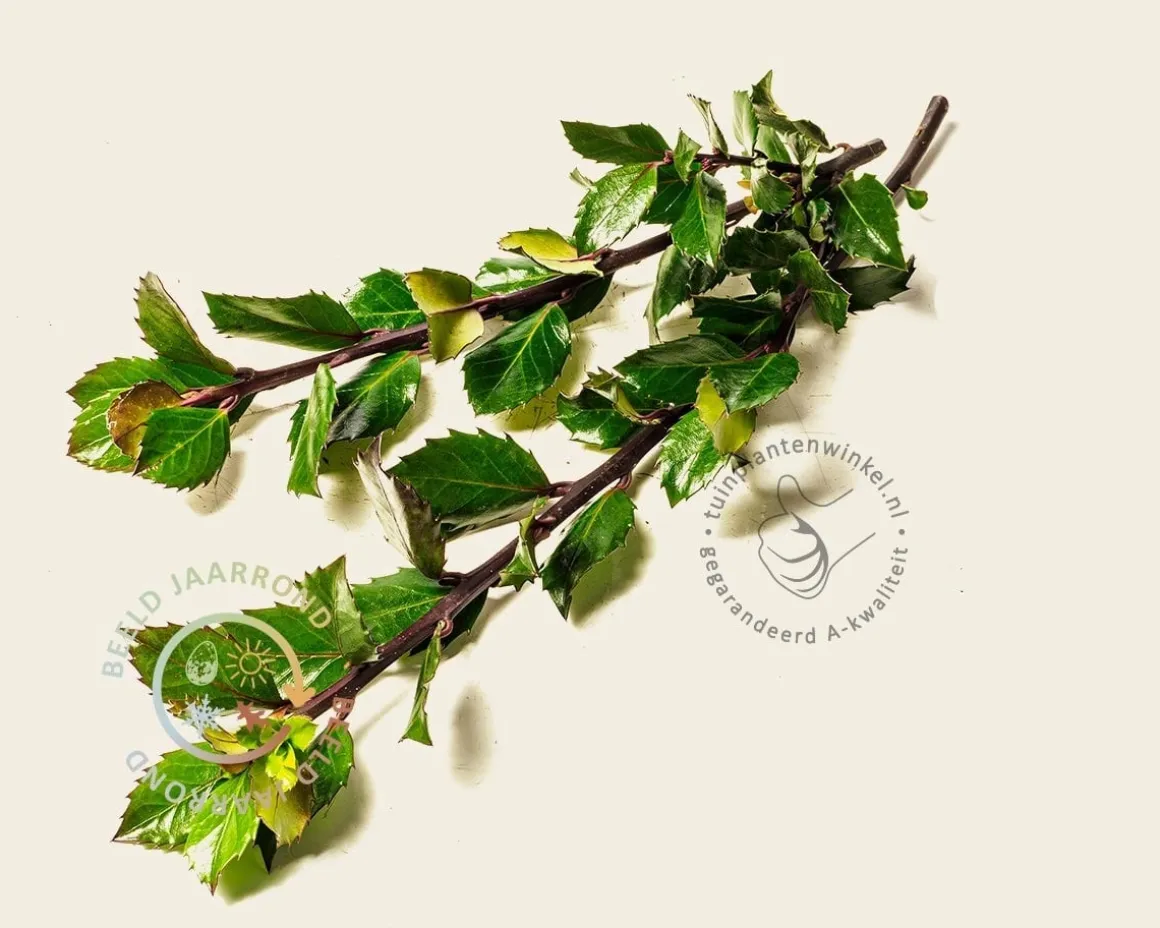 Ilex meserveae 'Heckenpracht' - kluit