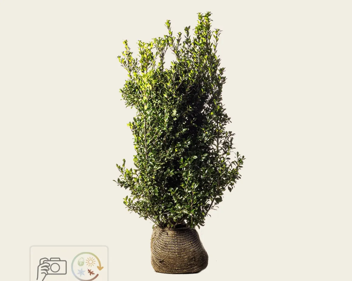 Ilex meserveae 'Heckenpracht' - kluit