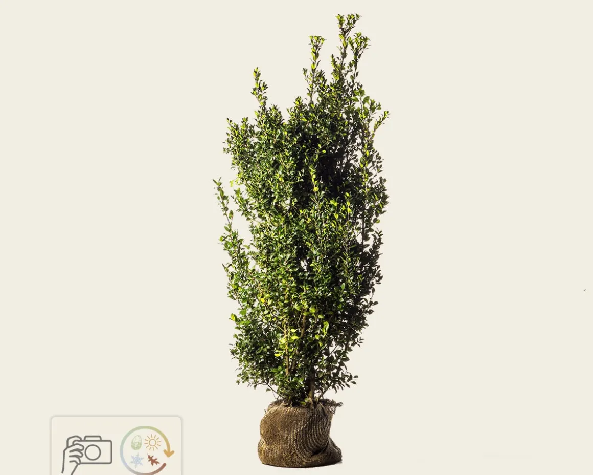 Ilex meserveae 'Heckenpracht' - kluit