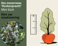 Ilex meserveae 'Heckenpracht' - kluit