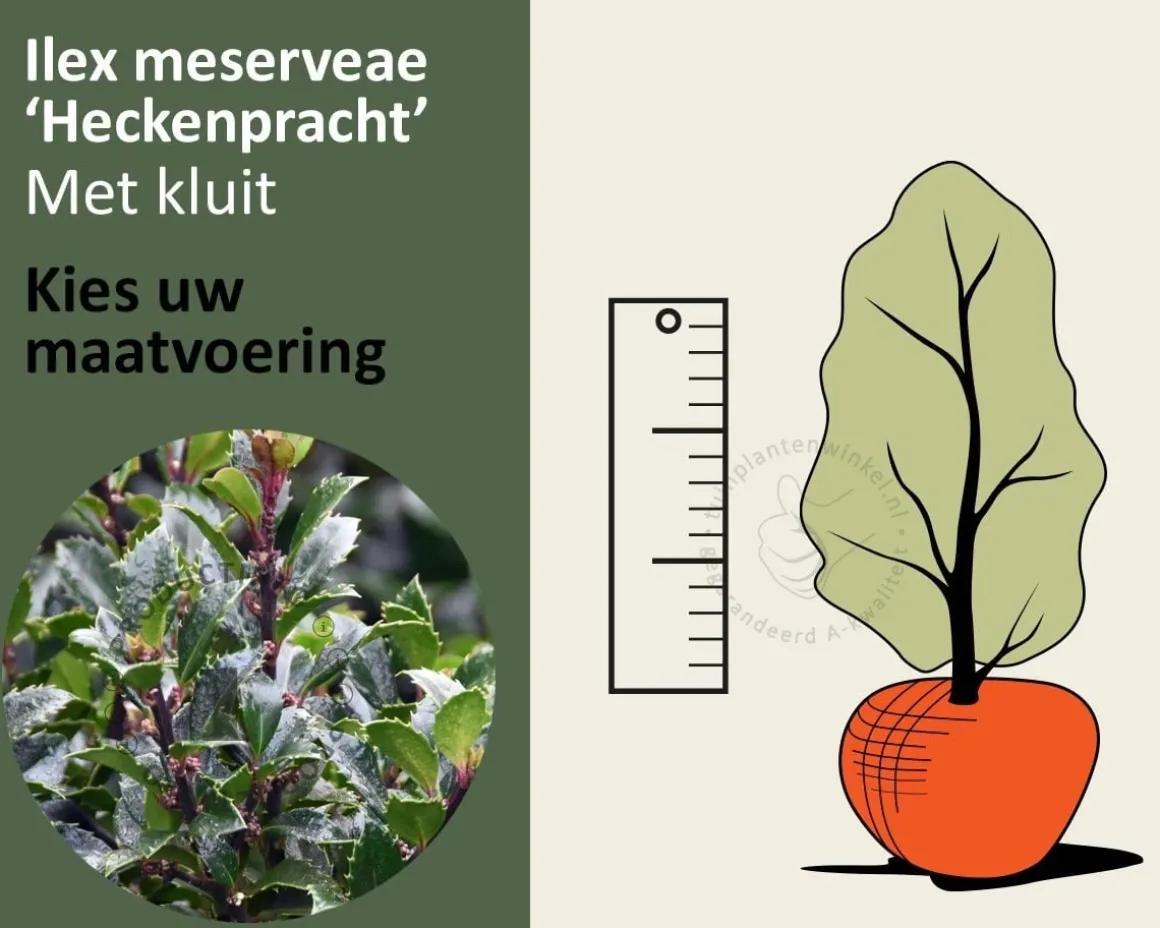 Ilex meserveae 'Heckenpracht' - kluit